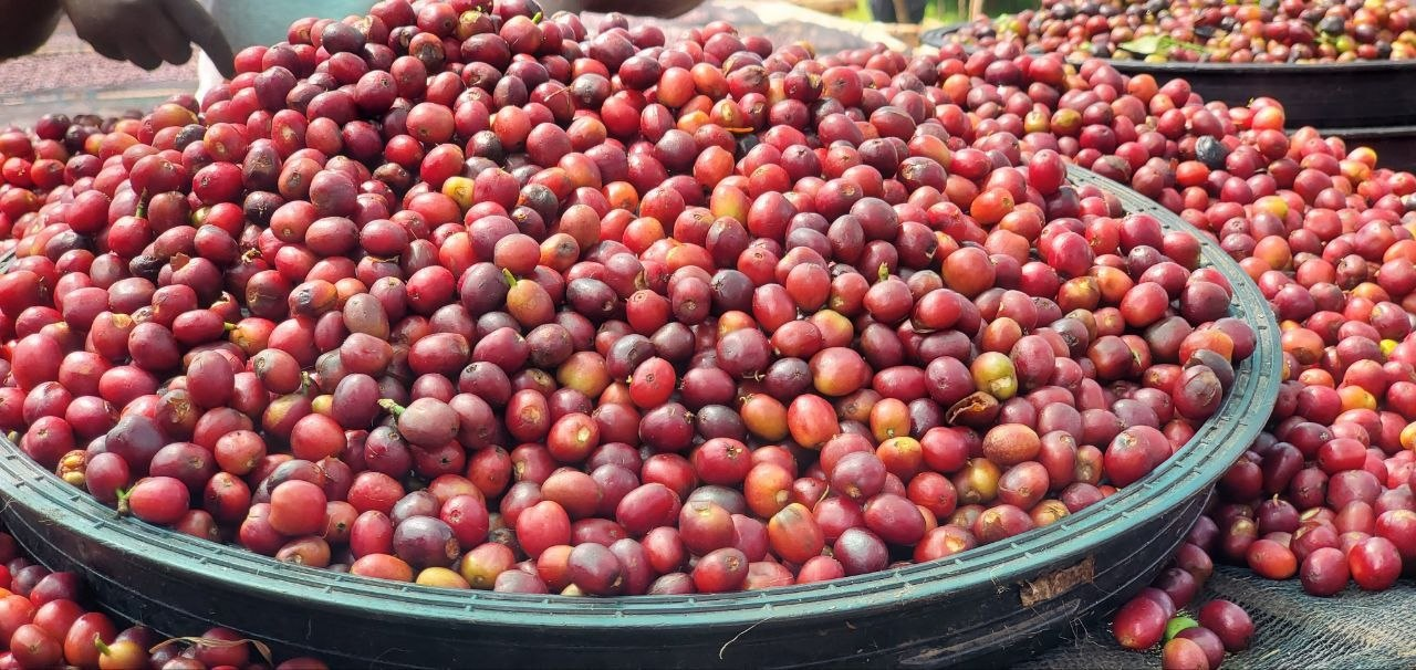 Coffee farming